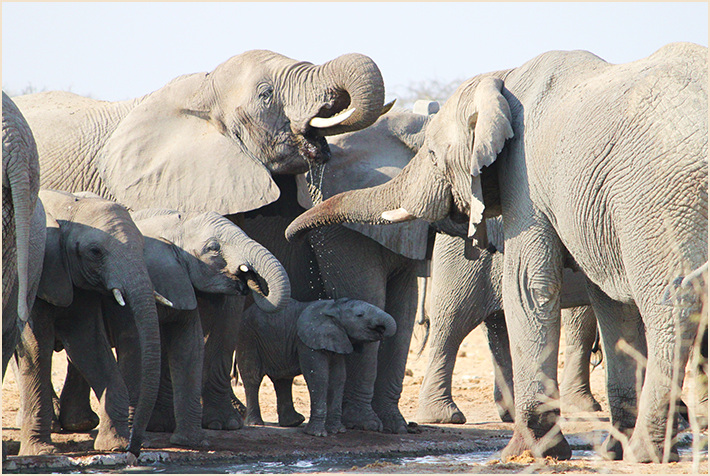 etosha